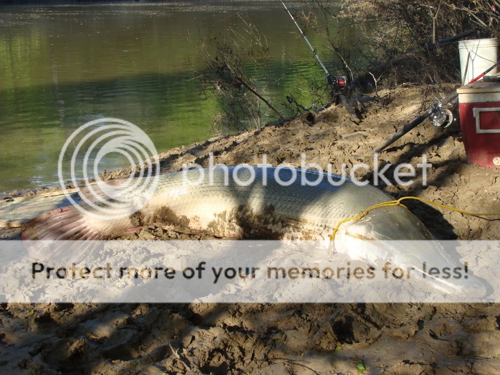 Small Gator Gar on Sabine River Texas Fishing Forum
